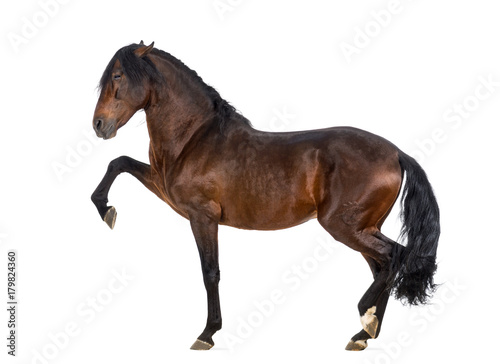 Andalusian horse performing Spanish walk