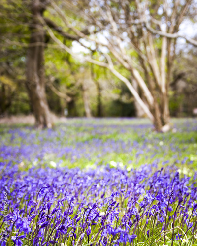 Bluebells at Enys Garden, Cornwall
