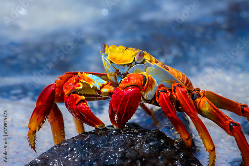  Sally Lightfoot Crab on a lava rock, Galapagos photo