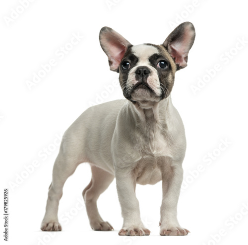 French Bulldog  3 months old  in front of a white background