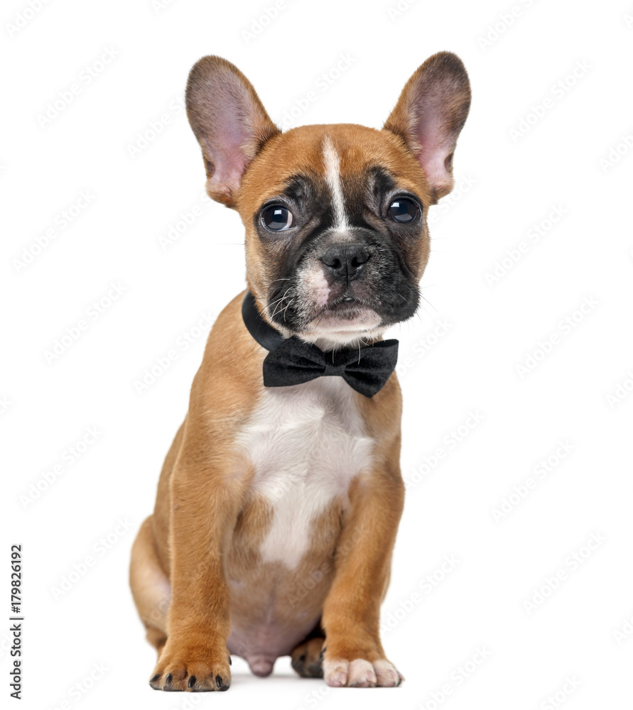 French bulldog puppy wearing a bow tie in front of a white background
