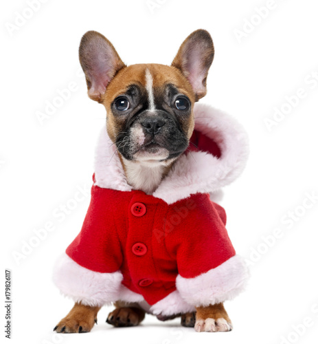 French bulldog puppy wearing a Santa coat in front of a white ba © Eric Isselée