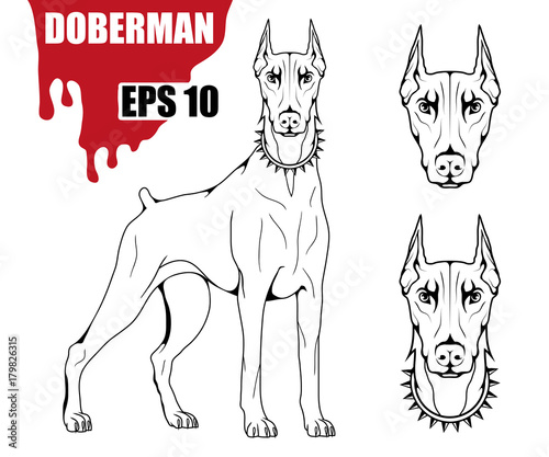 Doberman dog icon.Dog collection