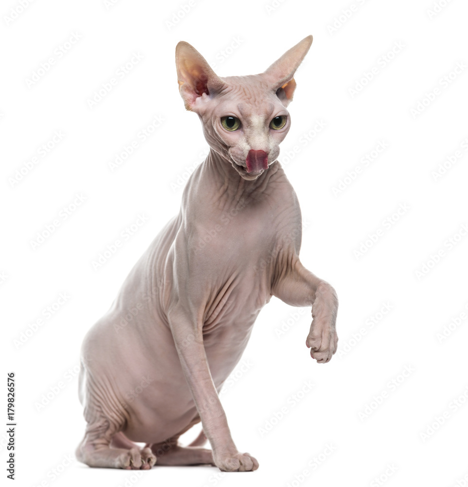 Sphynx pawing up