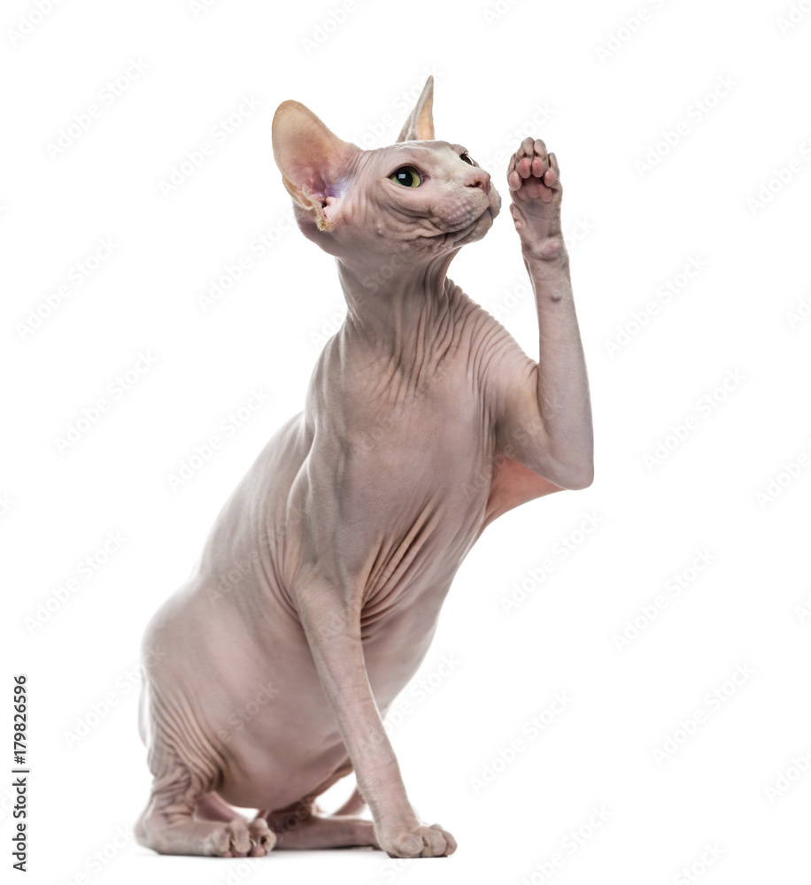 Sphynx pawing up