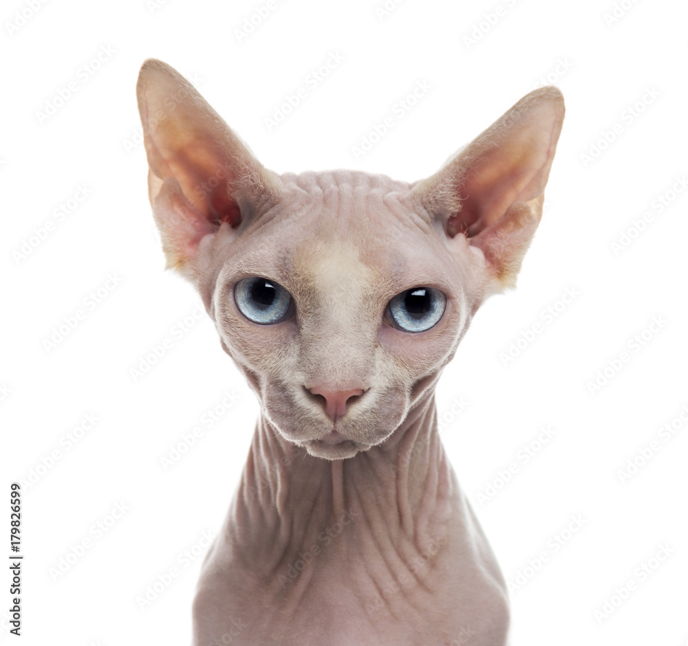 Close-up of a Sphynx