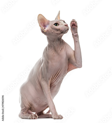 Sphynx pawing up © Eric Isselée