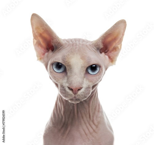 Close-up of a Sphynx photo