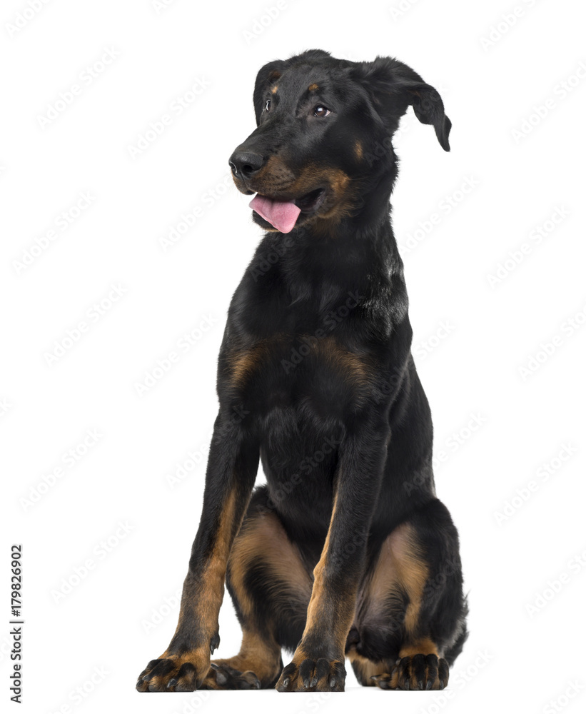 Beauceron (4 months old) in front of a white background