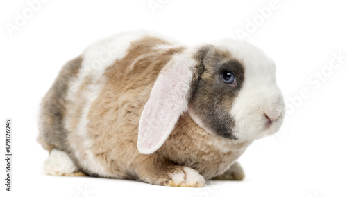 Rabbit in front of a white background