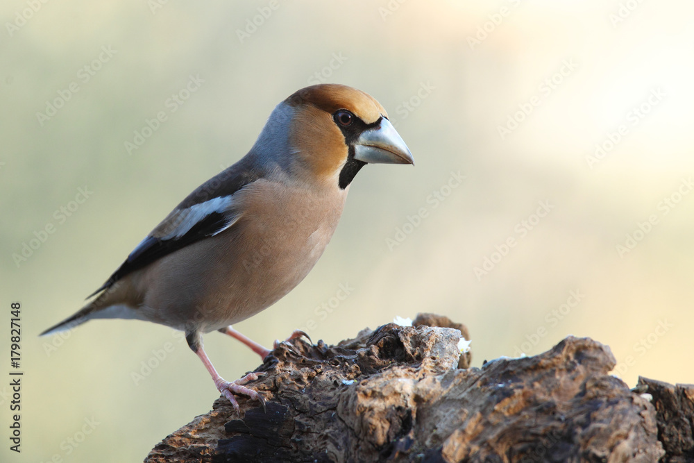 Fototapeta premium Hawfinch at feeding point
