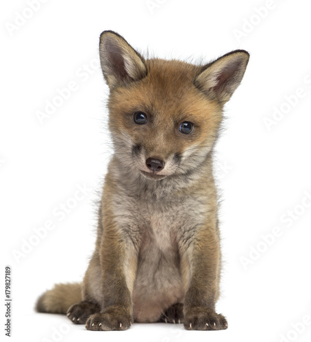 Fox cub (7 weeks old) sitting in front of a white background photo