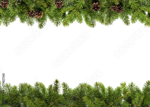Evergreen branches on white