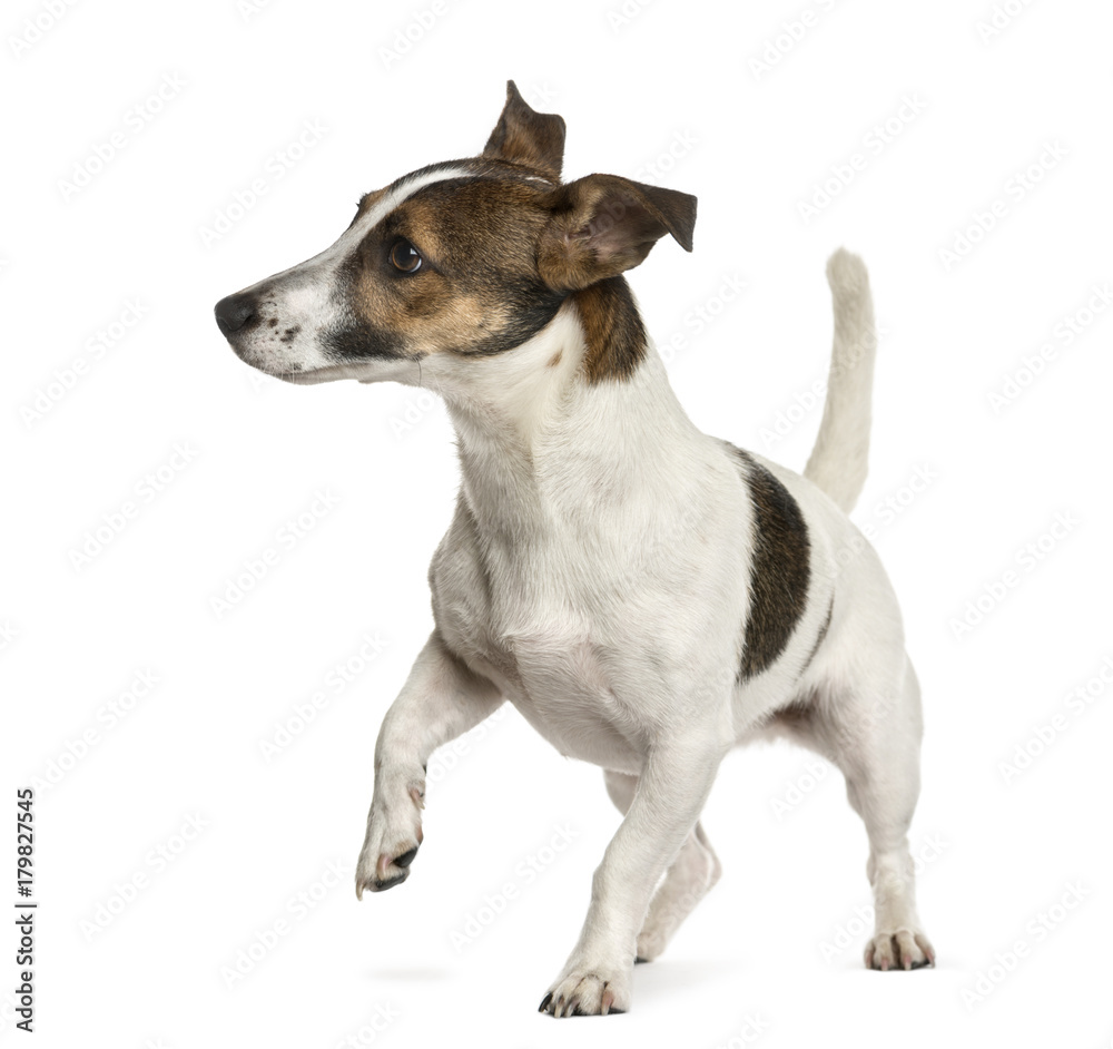 Jack Russell in front of a white background