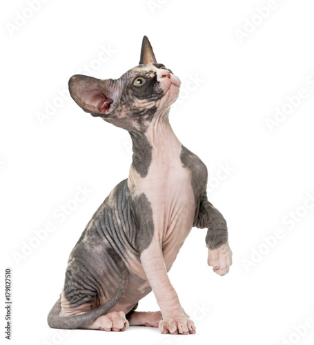 Sphynx kitten pawing up, isolated on white © Eric Isselée