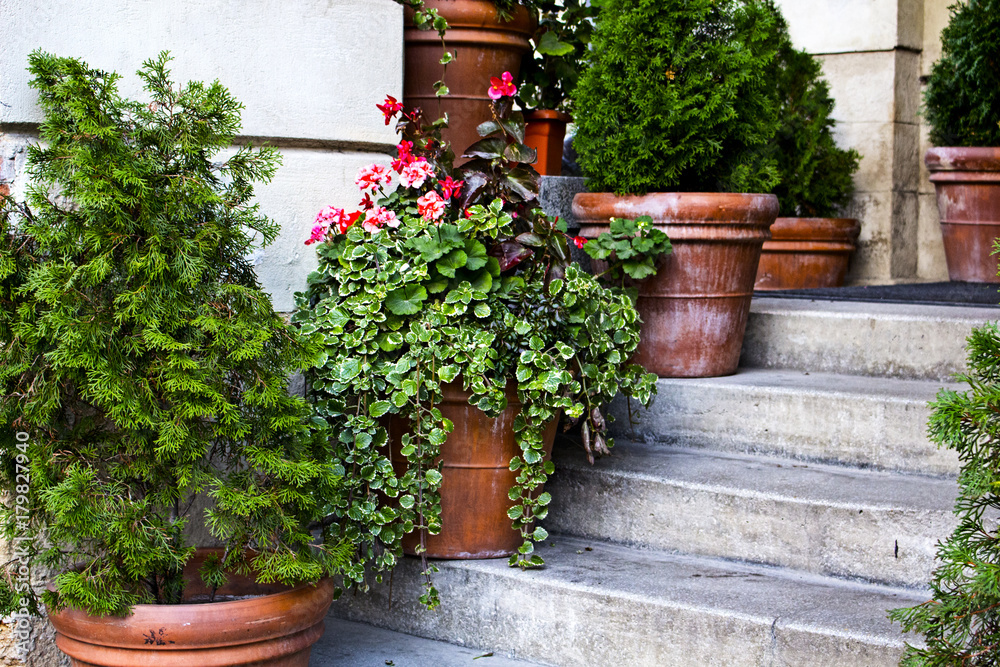 Outside flowers on the stairs at the street