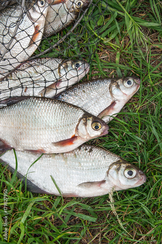 Pile of the white bream or silver fish and white-eye bream with fishing rod with reel on the natural background. .