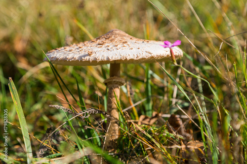 Parasolpilz in Wiese, Macrolepiota procera photo