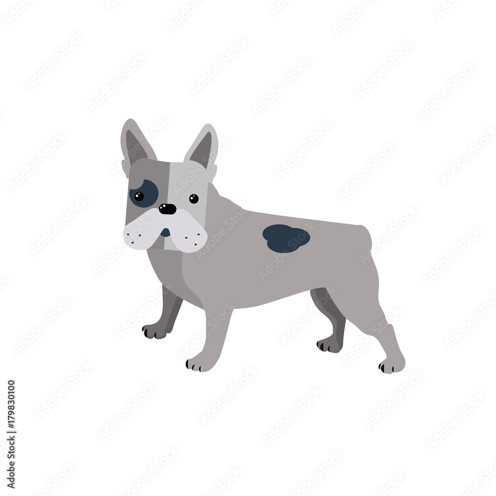 Obraz premium Bulldog in flat style isolated on white background. Gray spotted french bulldog puppy.