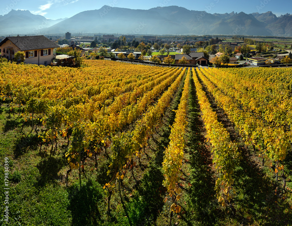 panorama of autumn vineyards in Switzerland panorama of autumn vineyards in Switzerland
