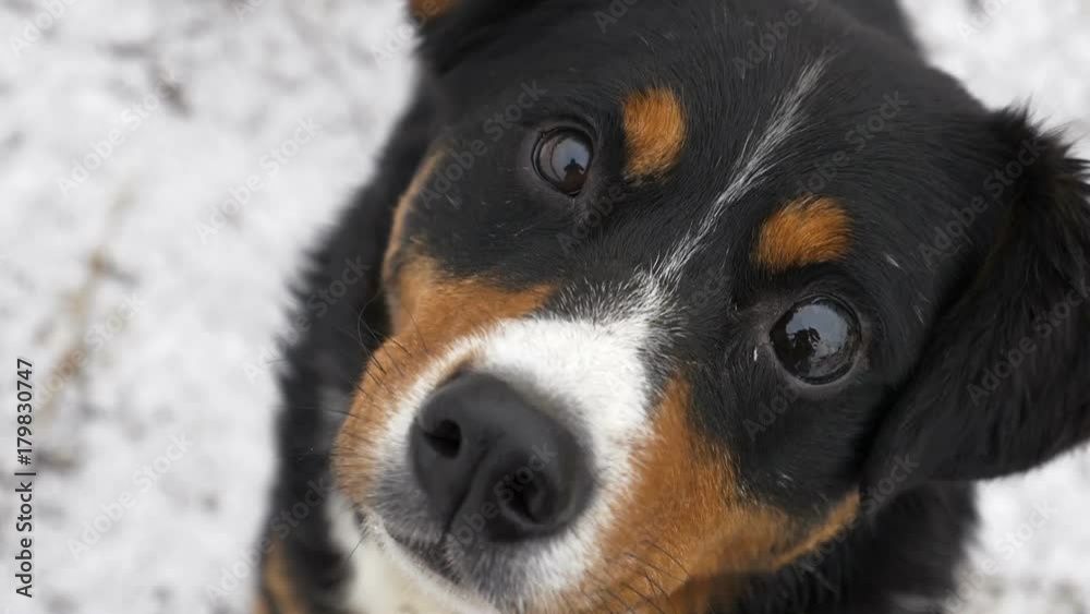 Slow Motion Close-Up. The dog looks at the camera, is surprised and presses his ears. The dog looks sadly at the owner. The dog sniffs the camera and looks at the lens. Close-up. Slow Motion Close-Up. The dog looks at the camera, is surprised and presses his ears. The dog looks sadly at the owner. The dog sniffs the camera and looks at the lens. Close-up.