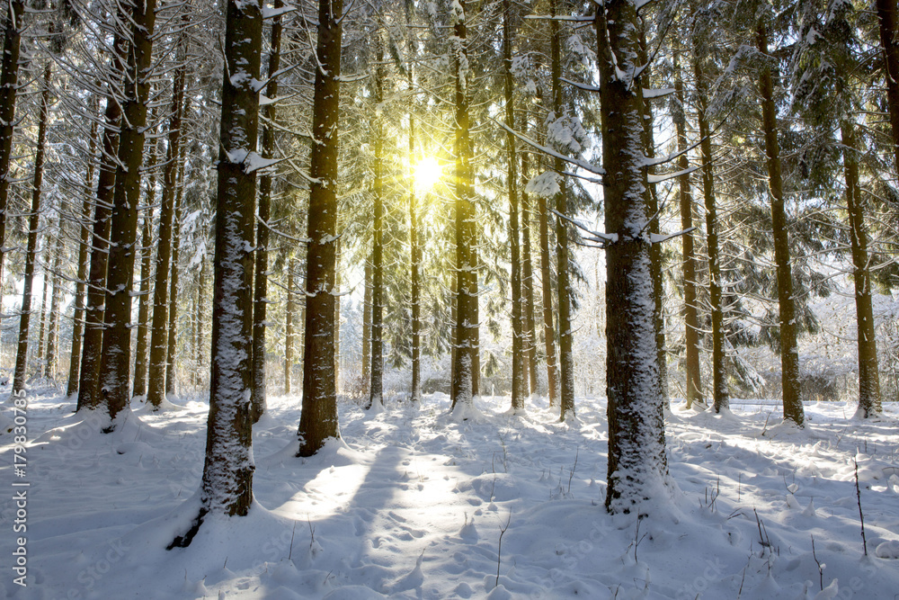 Sun light in the winter forest .