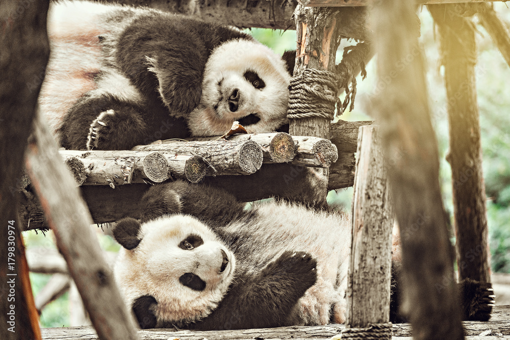 Obraz premium Pair of Giant Panda.