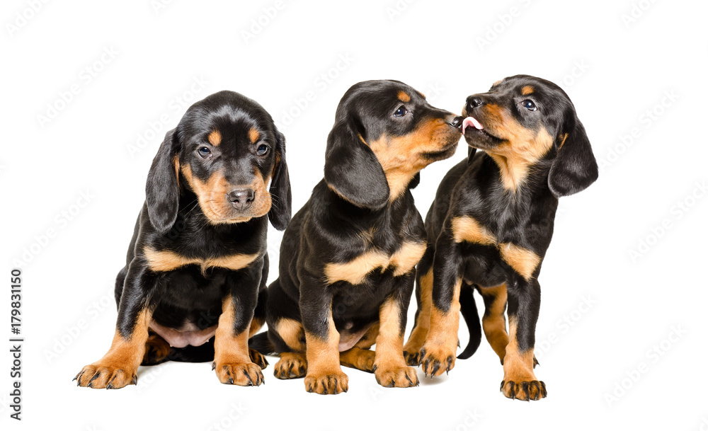 Three cute puppy breed Slovakian Hund sitting together, isolated on a white background
