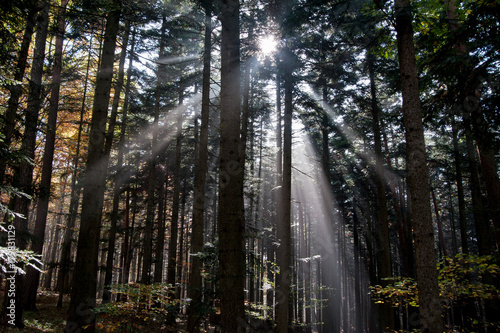 Fototapeta Naklejka Na Ścianę i Meble -  Licht fällt in Wald