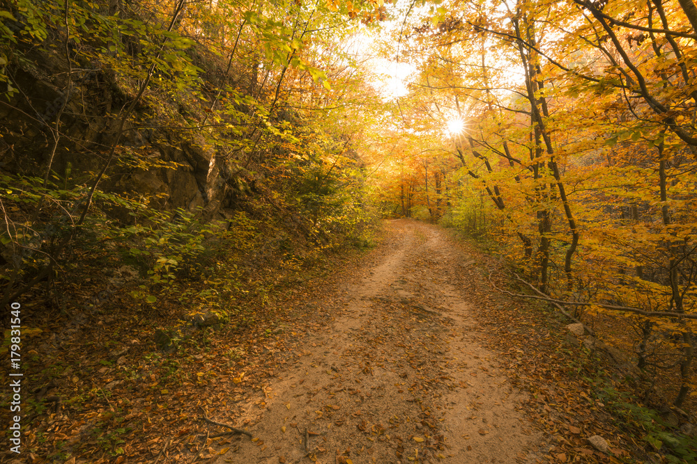 Fototapeta premium Autumn path in the forest