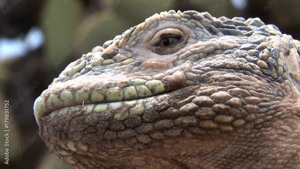 Iguana close-up on rocky of Galapagos Islands. Amazing reptiles like dinosaurs. Wildlife animals. Nature of Ecuador. Herbivorous inhabitants of ocean.