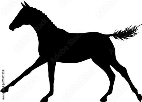 A silhouette a freely galloping foal.