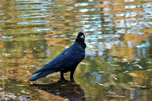 カラス
