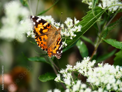 Butterflies: Monarch, Painted Lady, Cabbage White © Mariya