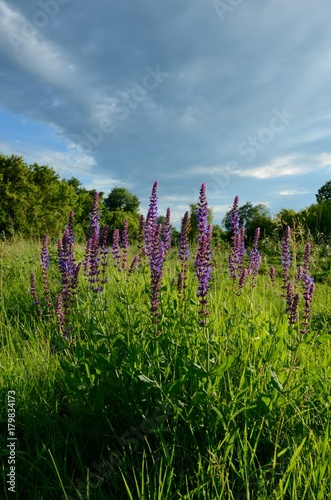 summer meadow