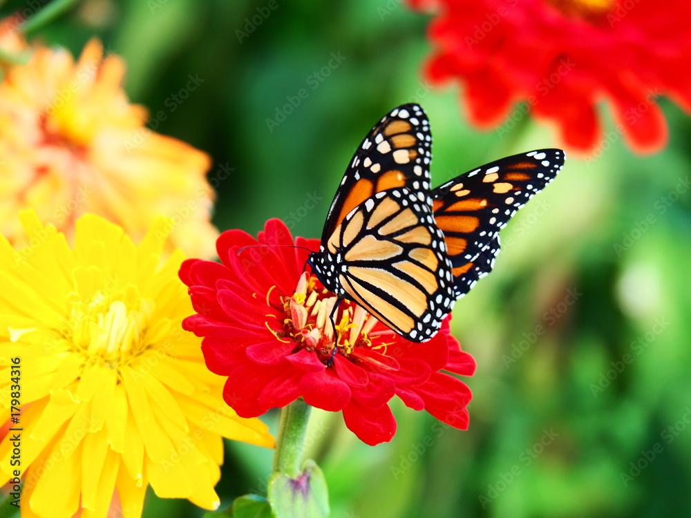 Butterflies: Monarch, Painted Lady, Cabbage White Butterflies: Monarch, Painted Lady, Cabbage White