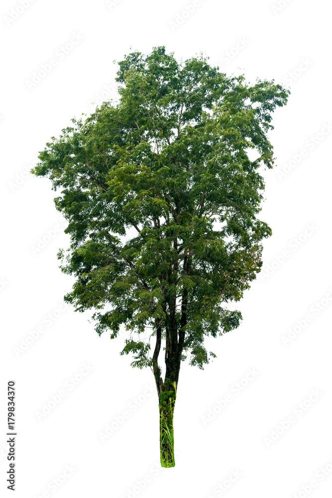 Isolated trees on white background Isolated trees on white background