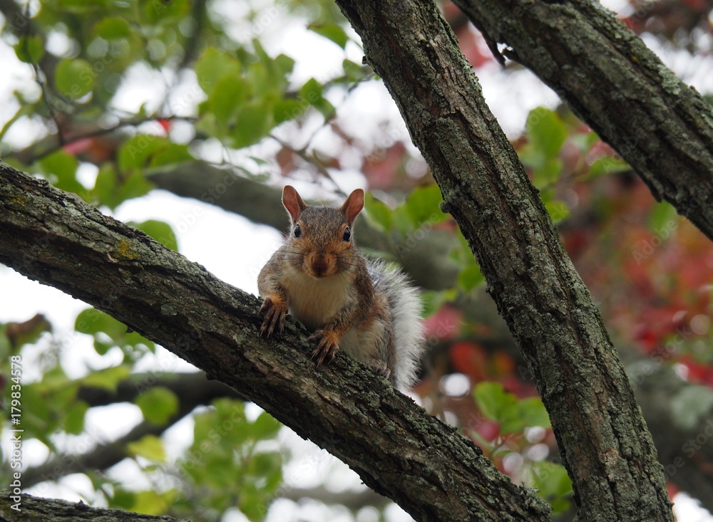 Wildlife critters: chipmunk, frog, squirrel Wildlife critters: chipmunk, frog, squirrel