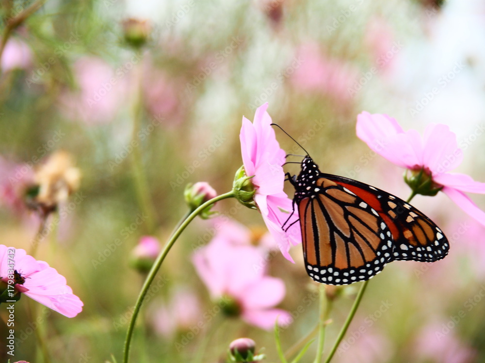 Butterflies: Monarch, Painted Lady, Cabbage White Butterflies: Monarch, Painted Lady, Cabbage White