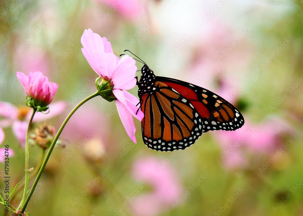 Obraz premium Butterflies: Monarch, Painted Lady, Cabbage White