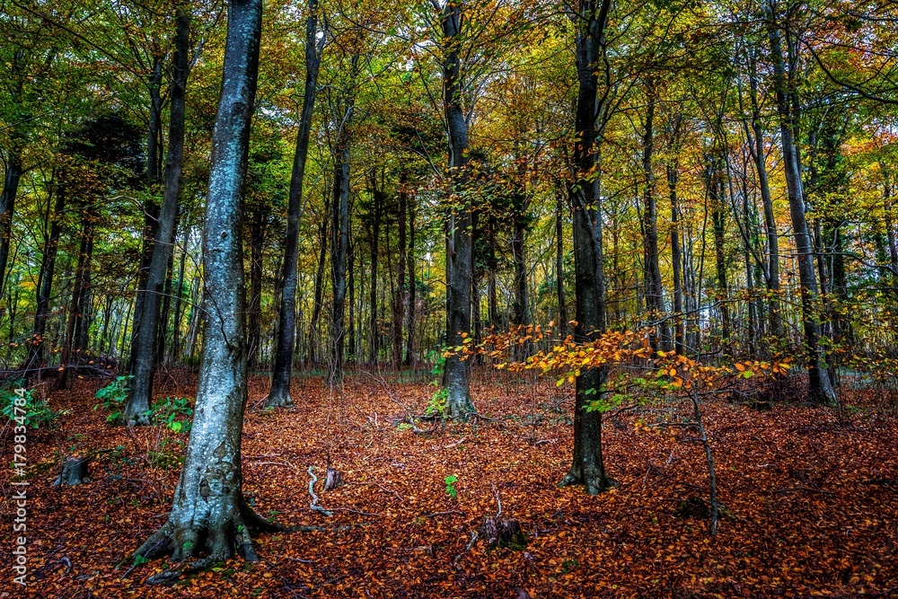 The forest in the Fall