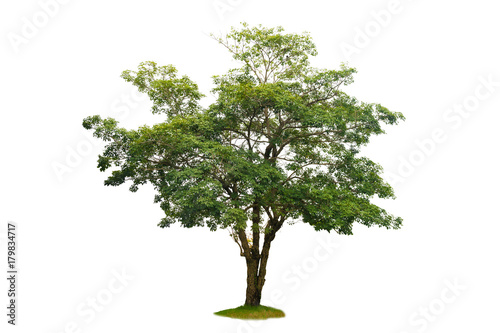 Isolated  trees on white background