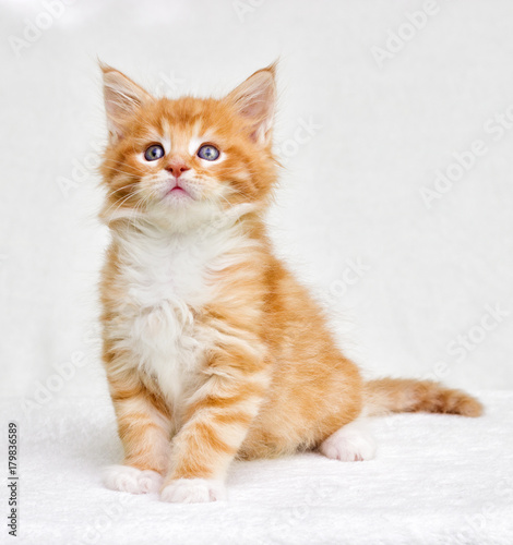 cute red tabby kitten