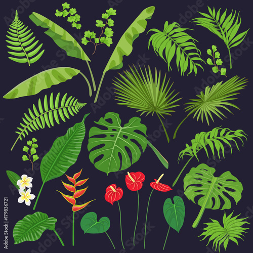 Tropic Leaves and Flowers