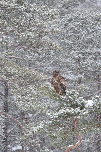 Eagle on tree at snowfall. Eagle in snowfall. Eagle in winter.