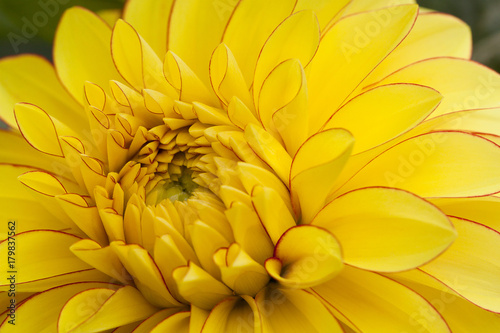 beautiful open yellow flower dahlia