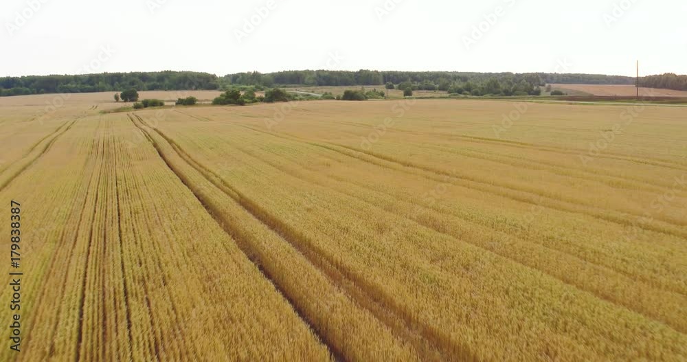 wheat field, aerial shot wheat field, aerial shot
