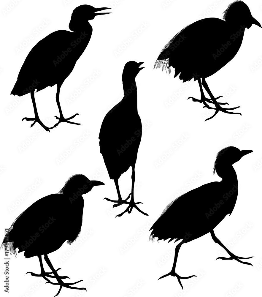 Naklejka premium five herons silhouettes isolated on white