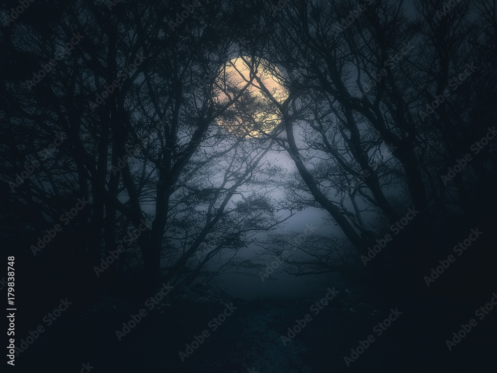 Naklejka premium straszny las nocą przy pełni księżyca