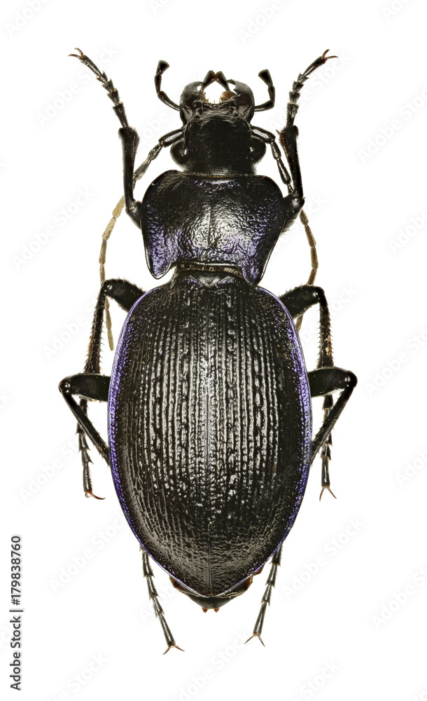 Rough Violet Ground Beetle on white Background - Carabus problematicus (Herbst, 1786) Rough Violet Ground Beetle on white Background - Carabus problematicus (Herbst, 1786)